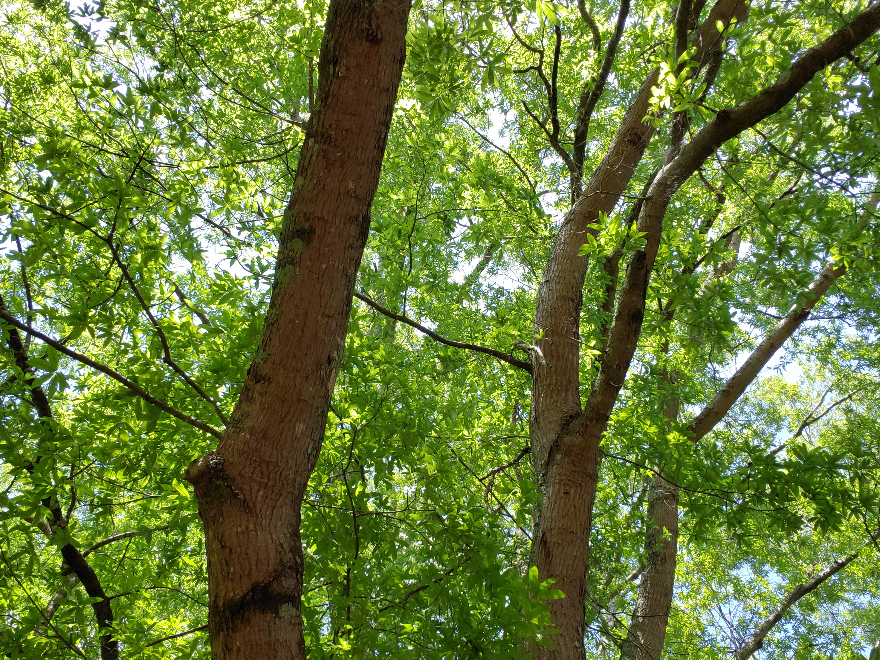 tree and sky